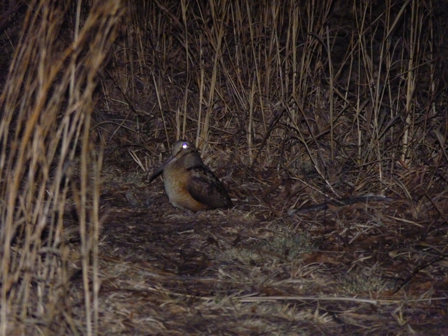 a bird explores a grassy feeding area in the darkness